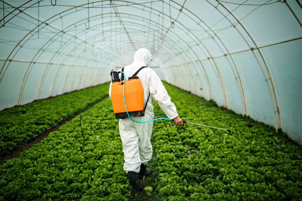 Best Ant Control Services  in Fife Heights, WA