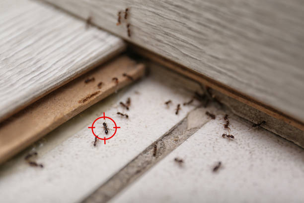 Best Pest Inspection Near Me  in Fife Heights, WA