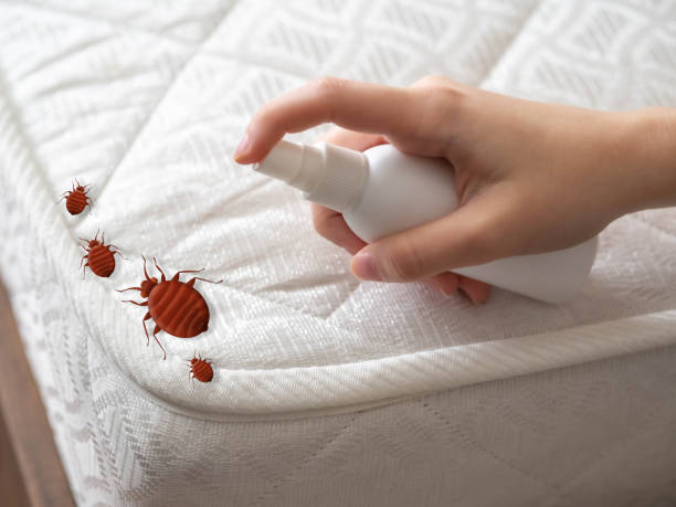 Best Pest Removal Services  in Fife Heights, WA