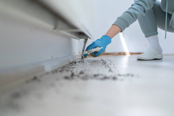 Best Insect Control  in Fife Heights, WA